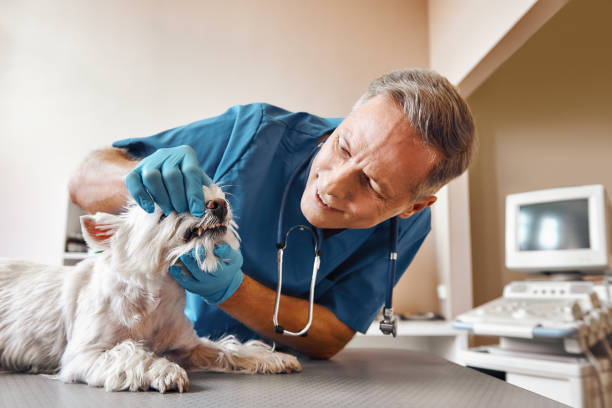 Best Emergency X-Rays and Diagnostics in Upper Saddle River, NJ